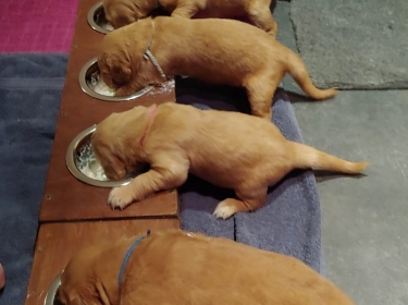 Pups