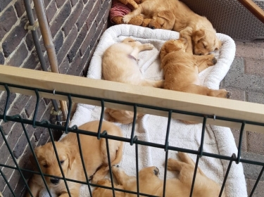 Pups