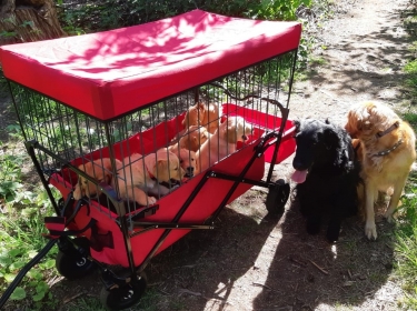 Pups