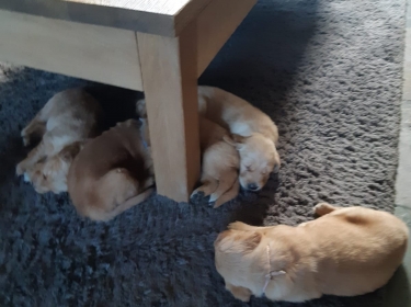 Pups