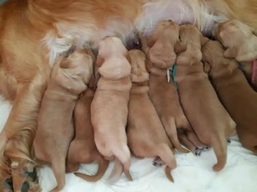Pups