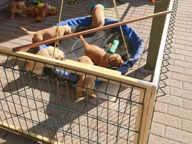 Pups