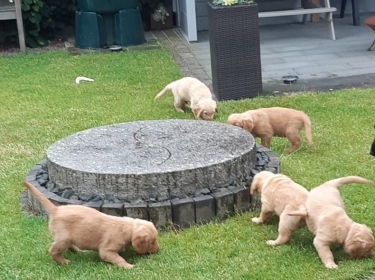 Pups