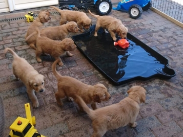 Pups